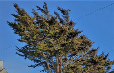 Monterey Cypress tree