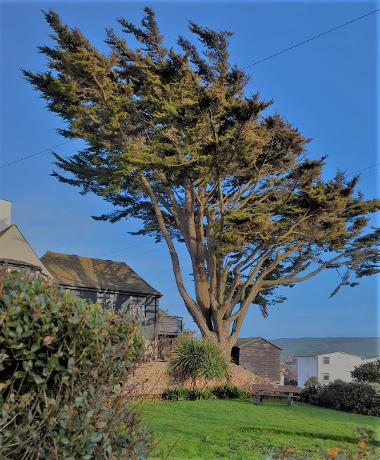 Monterey Cypress tree large