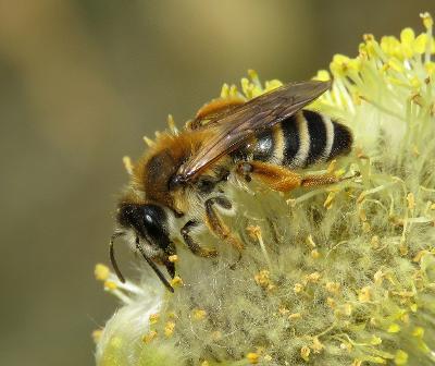 White-bellied Mining Bee female 