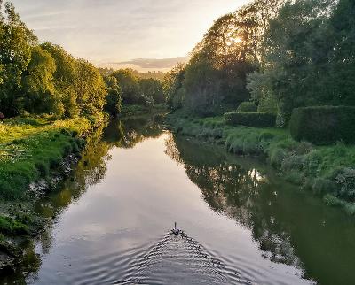 Swan on the Ouse